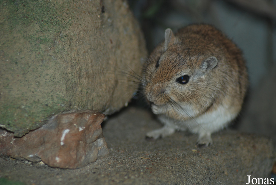 Meriones unguiculatus