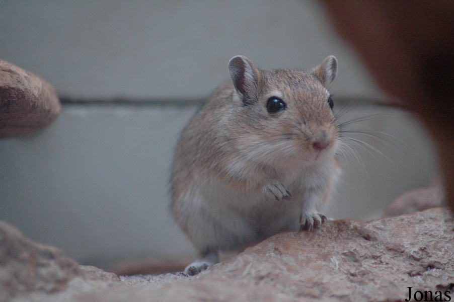Meriones unguiculatus