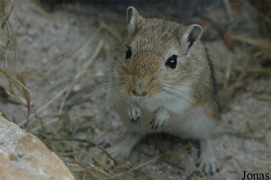 Meriones unguiculatus