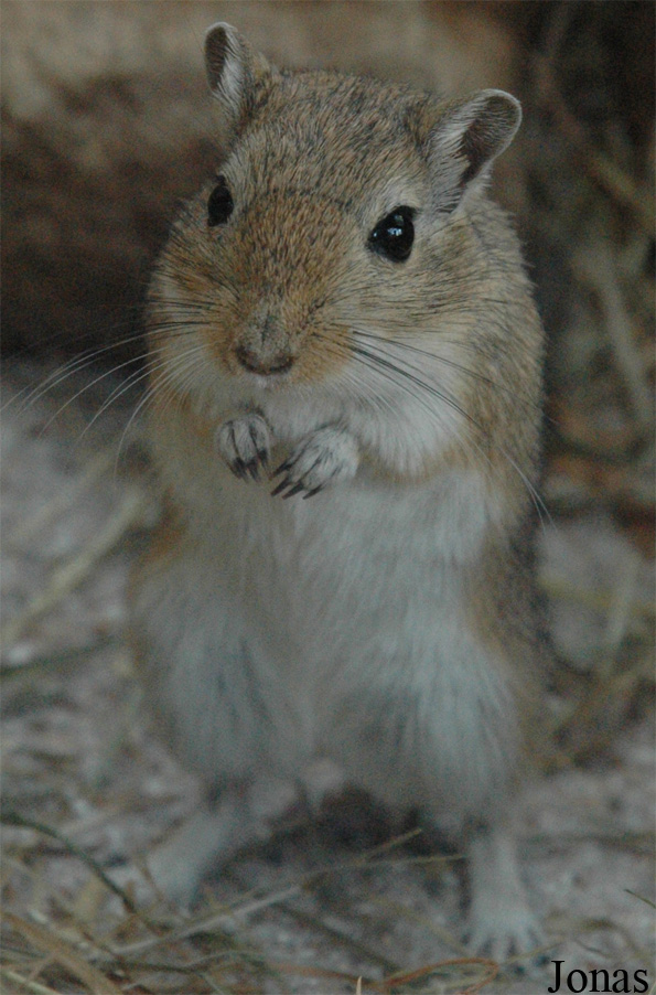 Meriones unguiculatus