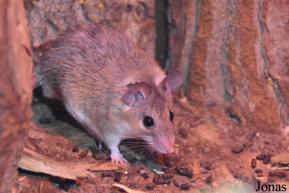 Acomys cilicicus