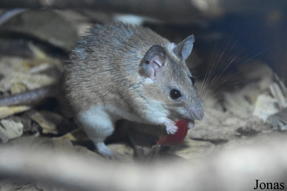 Acomys cilicicus