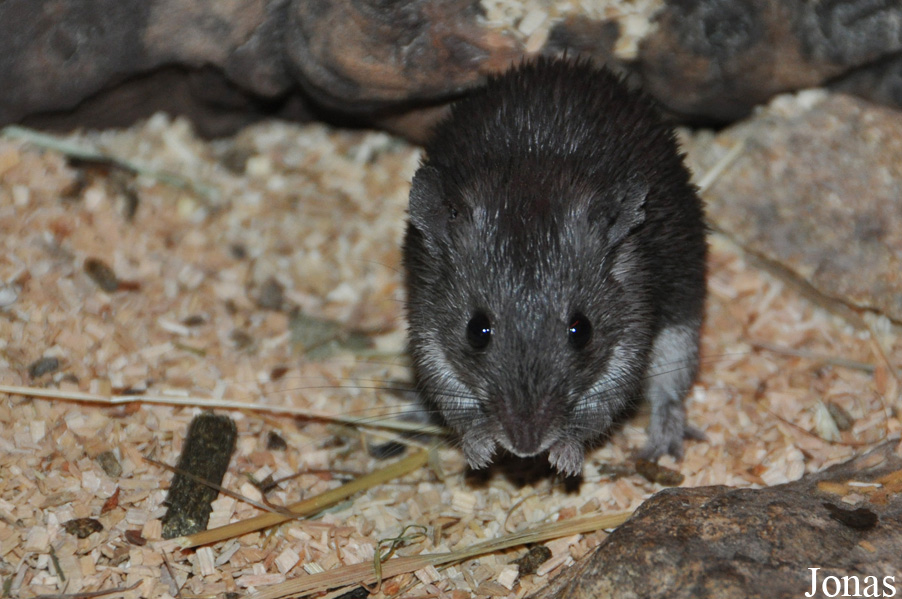 Acomys cineraceus