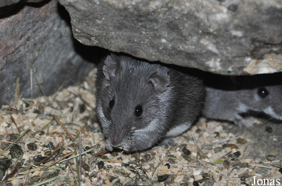 Acomys cineraceus