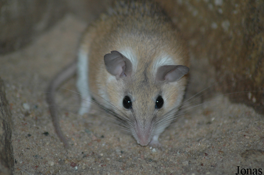 Acomys dimidiatus