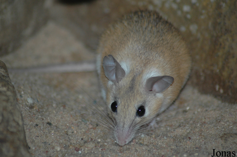 Acomys dimidiatus