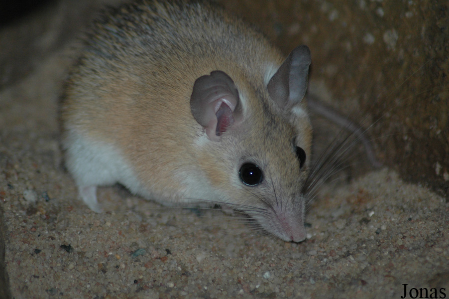 Acomys dimidiatus