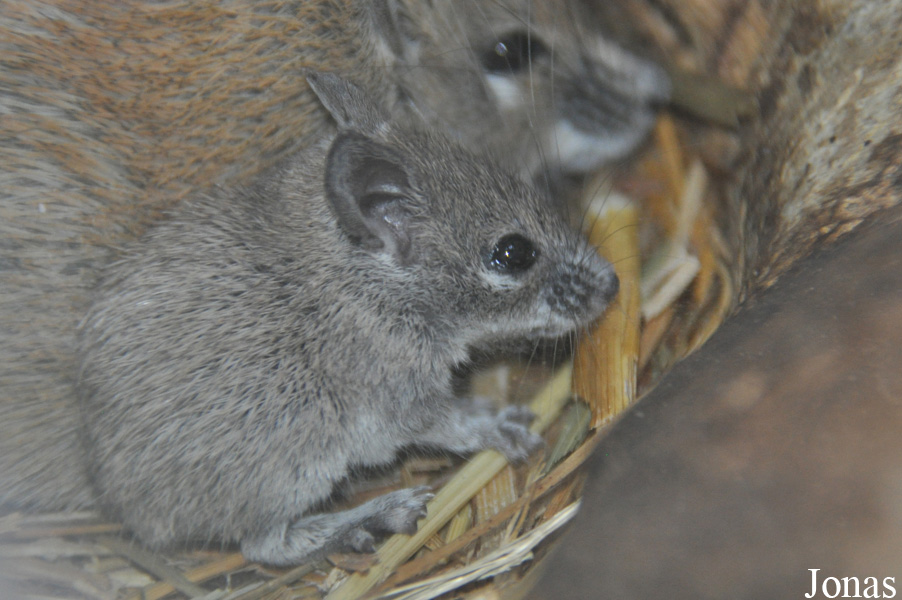 Acomys russatus