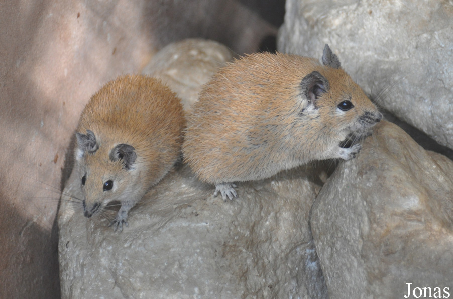 Acomys russatus
