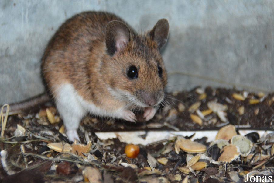 Apodemus flavicollis