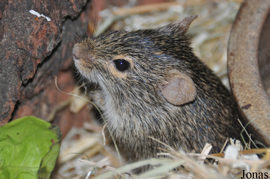 Arvicanthis neumanni