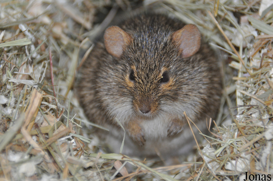 Arvicanthis neumanni
