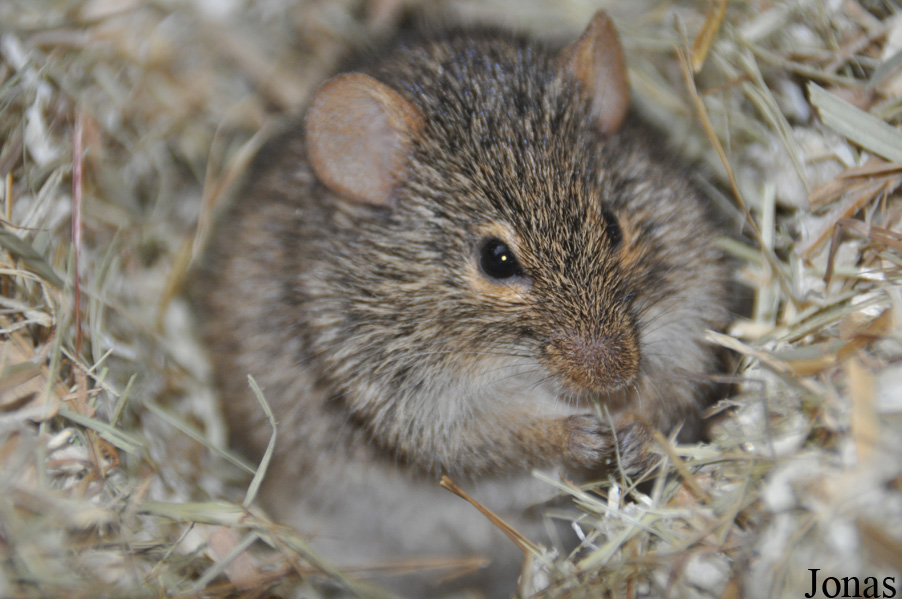 Arvicanthis neumanni