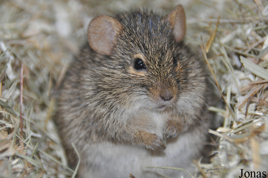 Arvicanthis neumanni