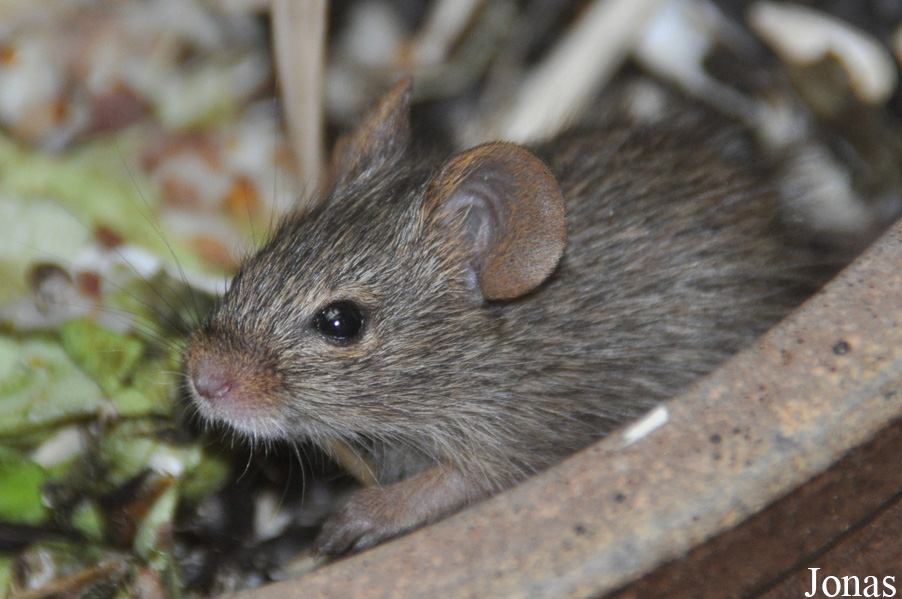 Arvicanthis neumanni