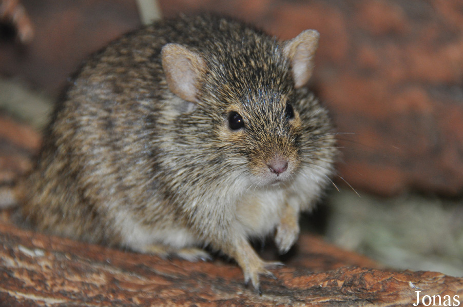 Arvicanthis neumanni