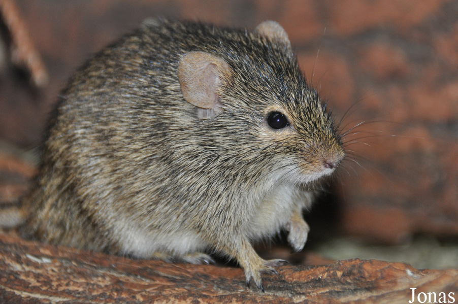 Arvicanthis neumanni