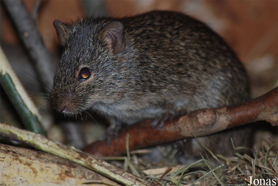 Arvicanthis niloticus