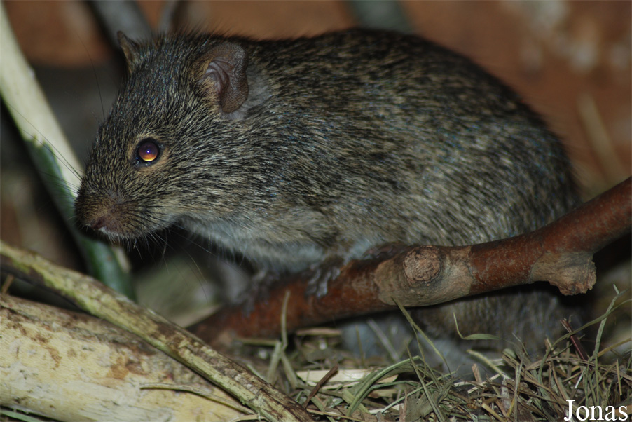 Arvicanthis niloticus