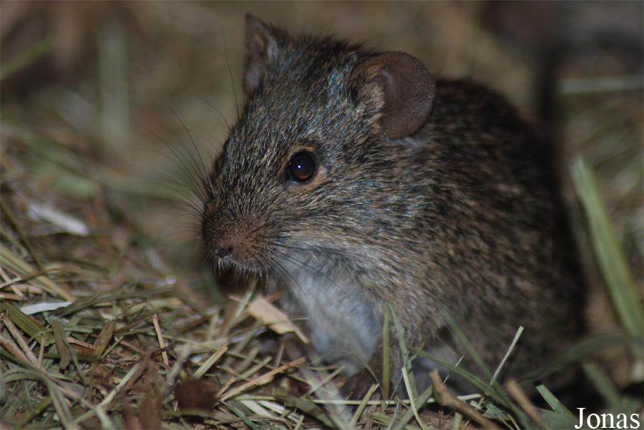 Arvicanthis niloticus