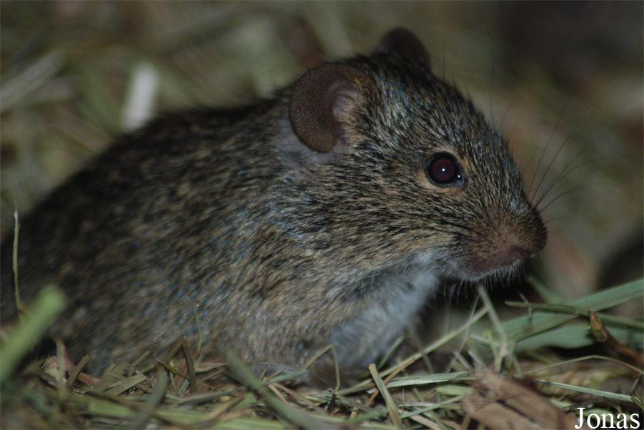 Arvicanthis niloticus