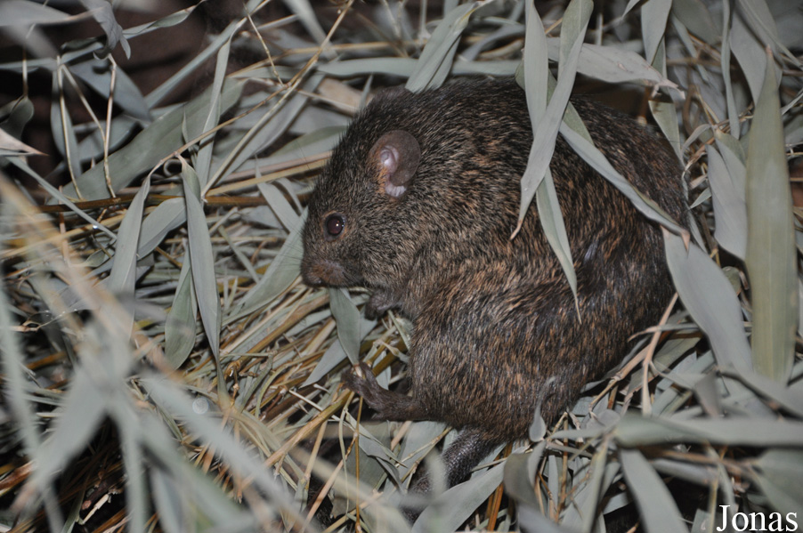 Arvicanthis niloticus