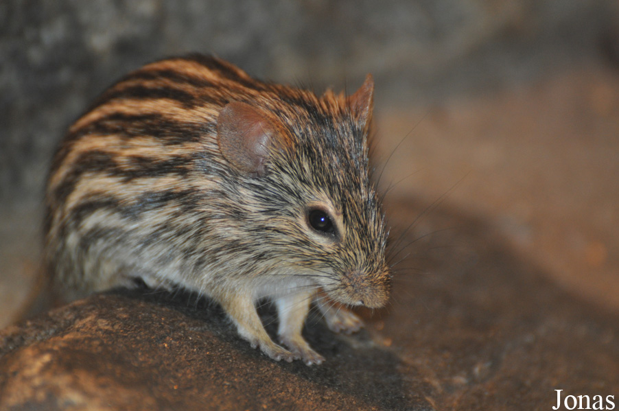 Lemniscomys barbarus