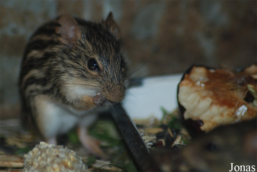 Lemniscomys barbarus