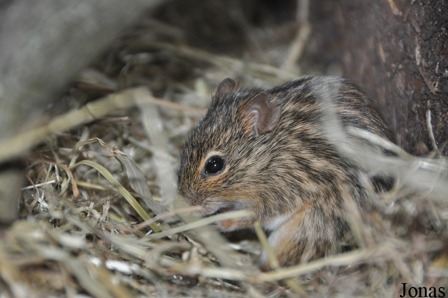 Lemniscomys striatus