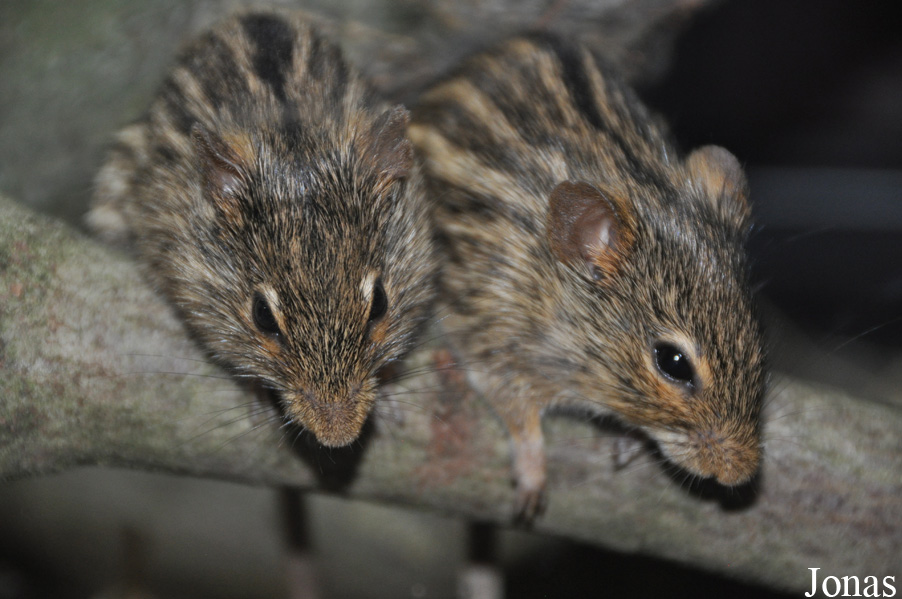 Lemniscomys striatus
