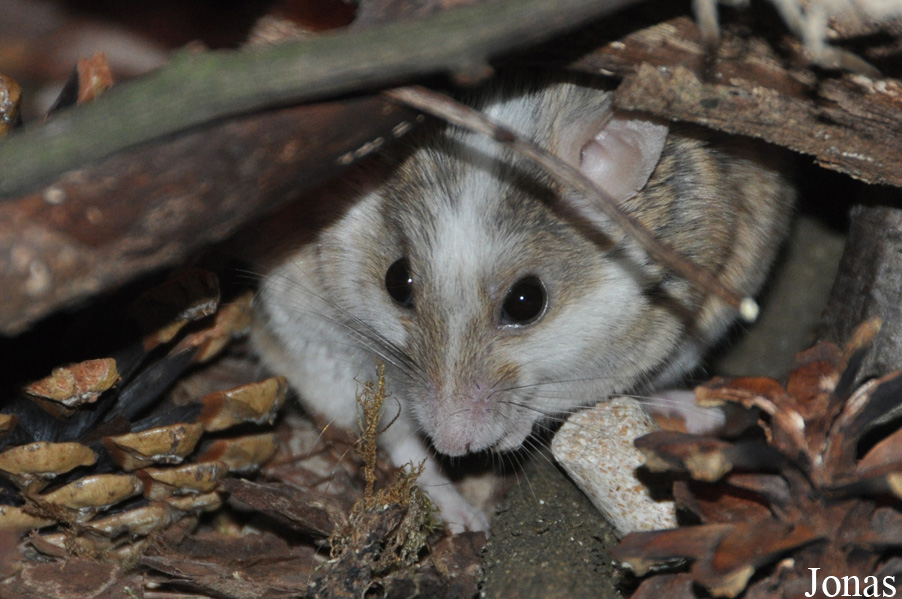 Mastomys natalensis