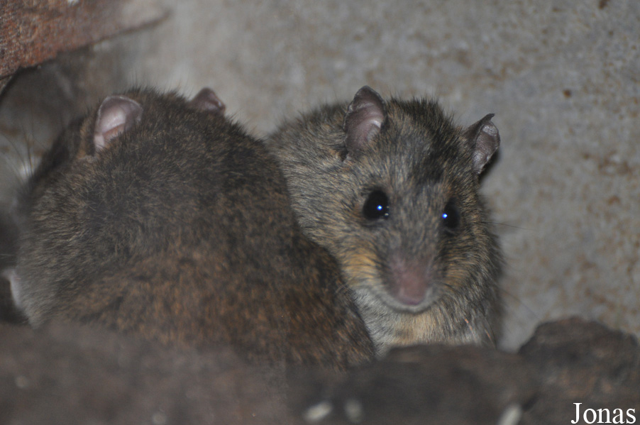 Mastomys natalensis
