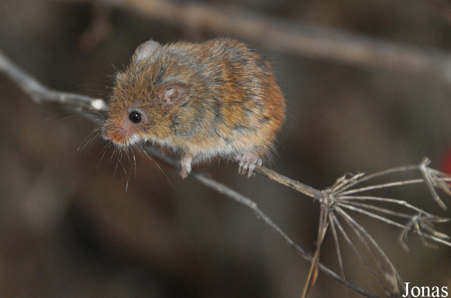 Micromys minutus