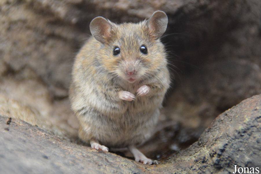 Mus spicilegus