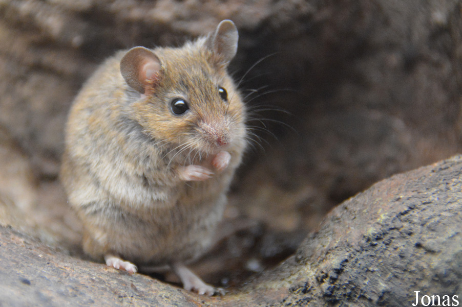 Mus spicilegus