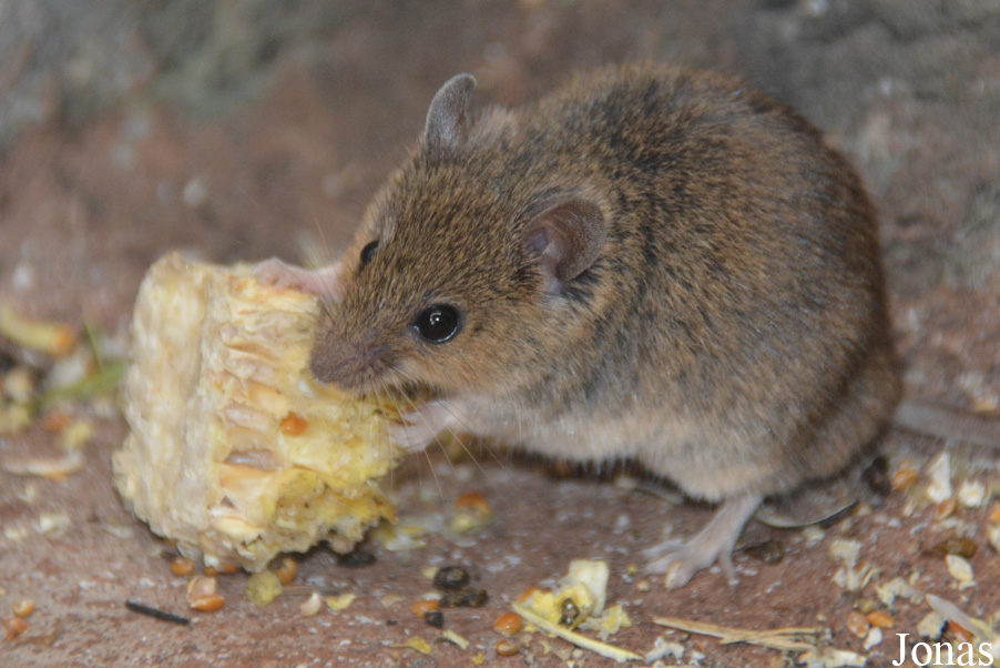Mus spicilegus