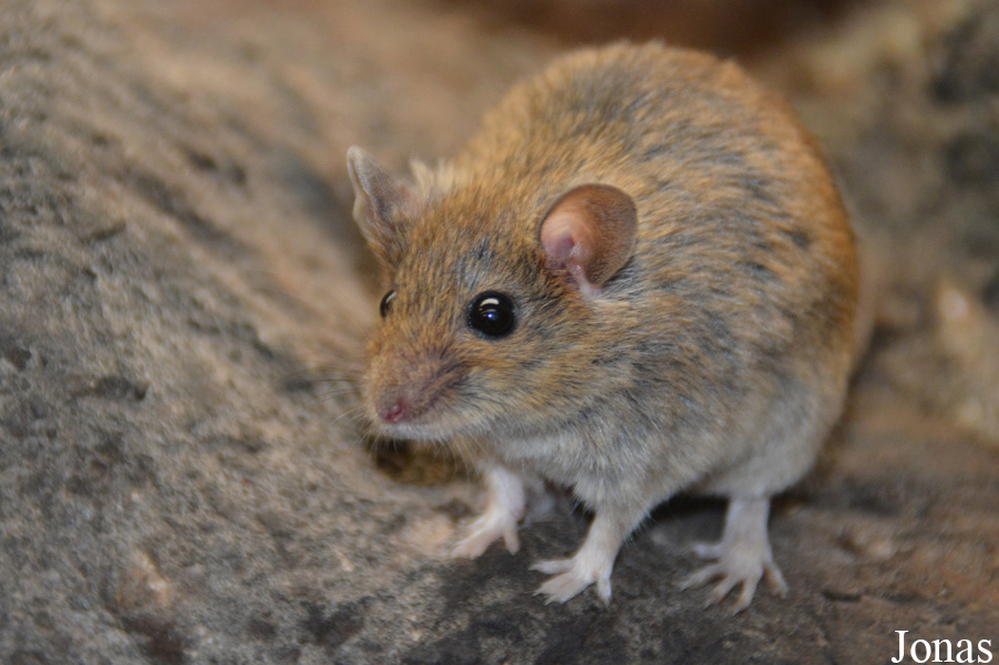 Mus spicilegus