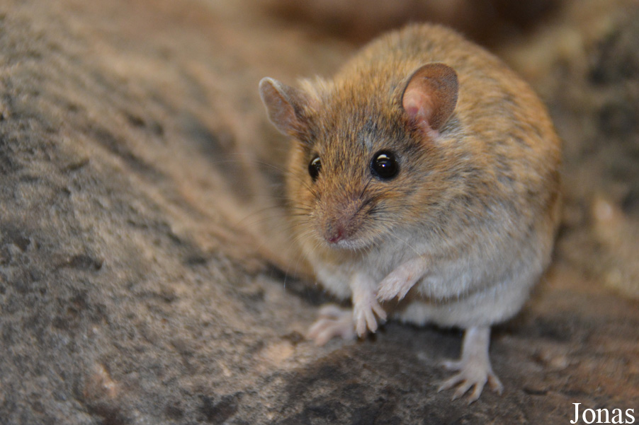 Mus spicilegus