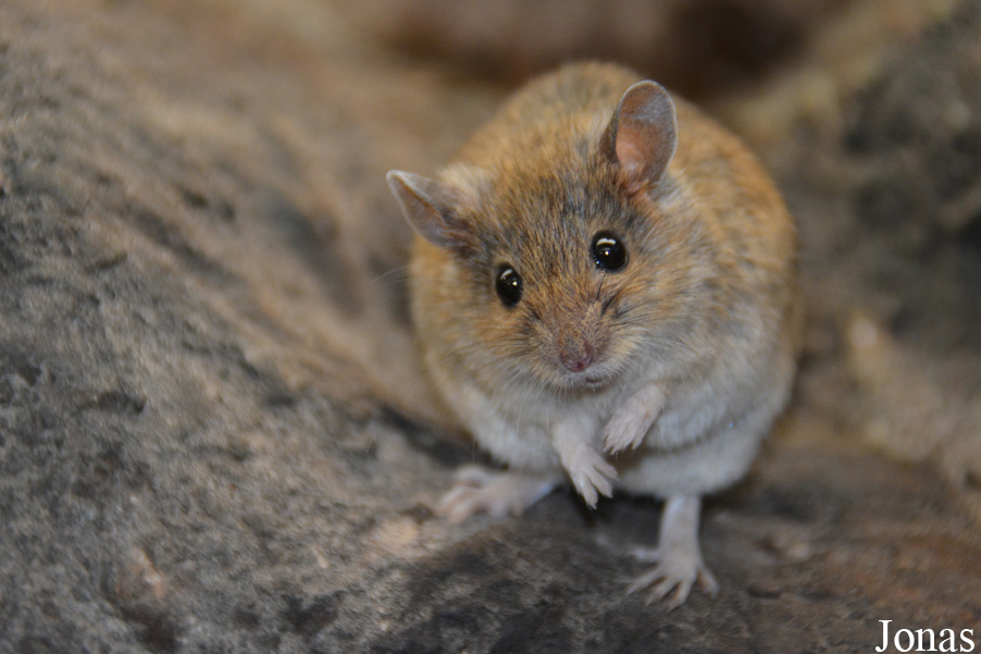 Mus spicilegus