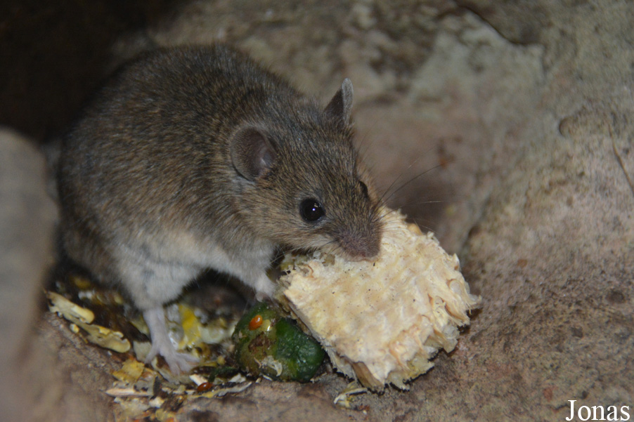 Mus spicilegus