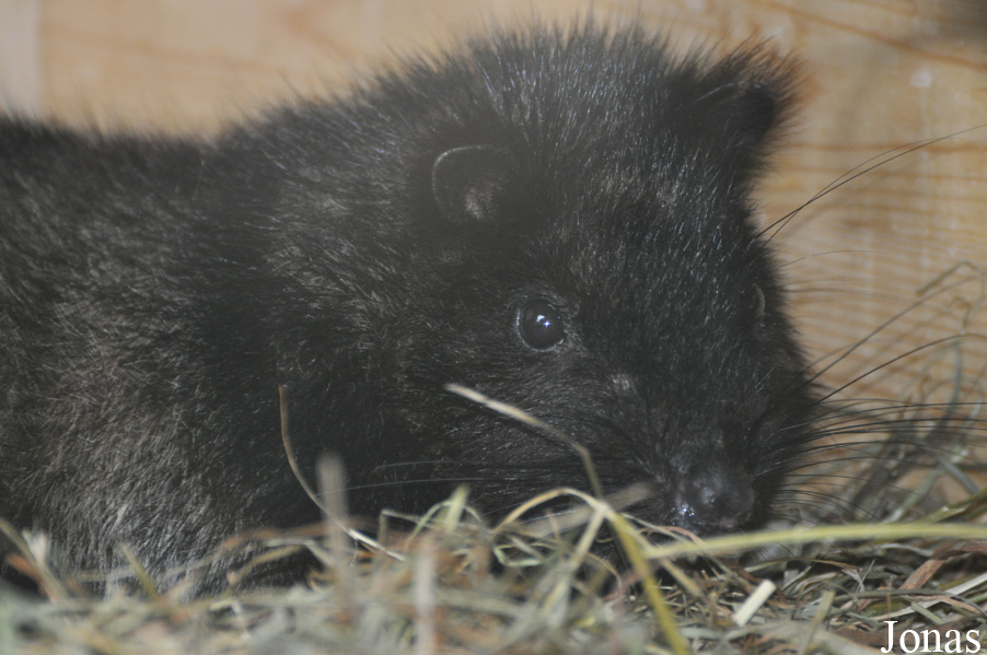 Phloeomys cumingi