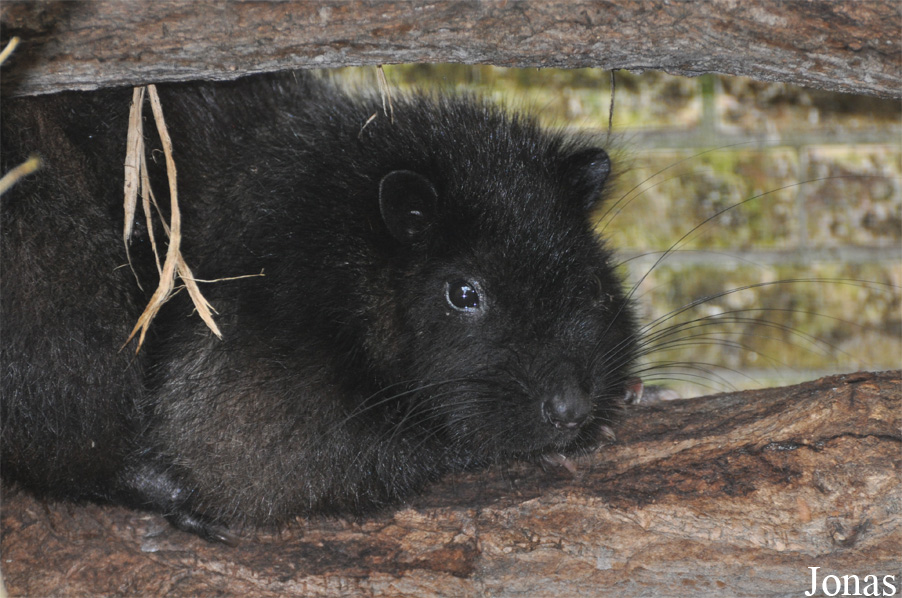 Phloeomys cumingi