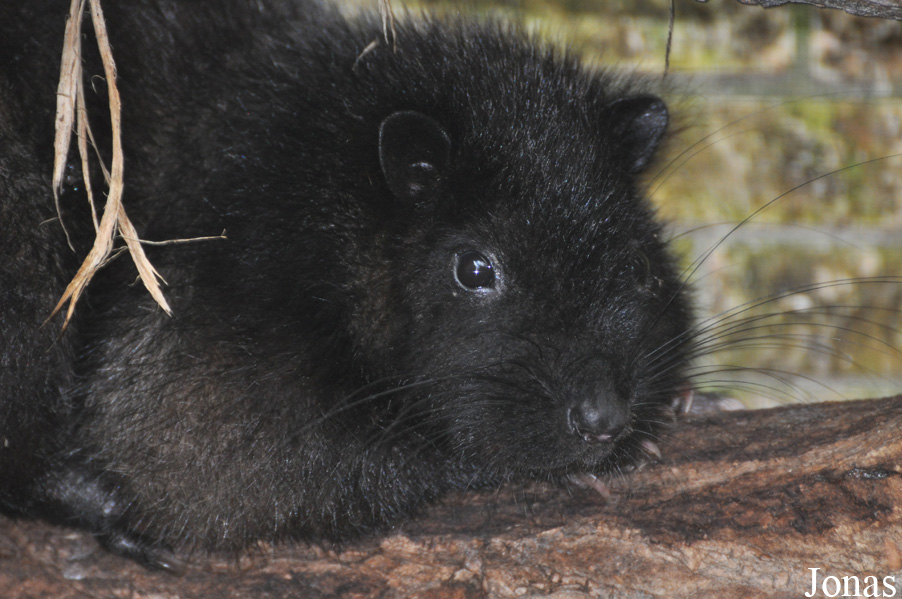 Phloeomys cumingi
