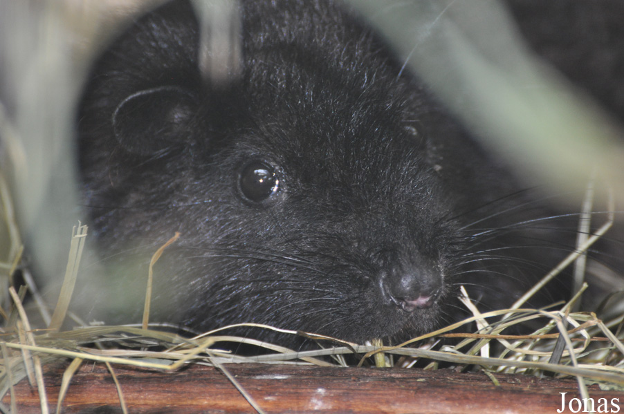 Phloeomys cumingi