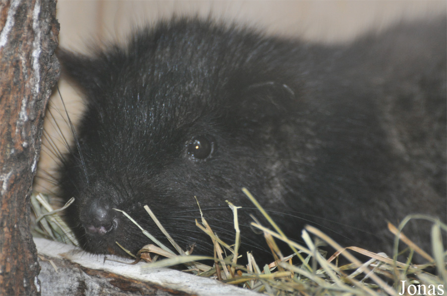 Phloeomys cumingi