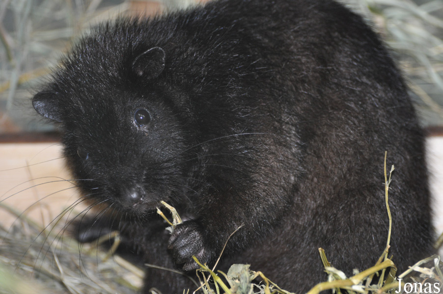 Phloeomys cumingi