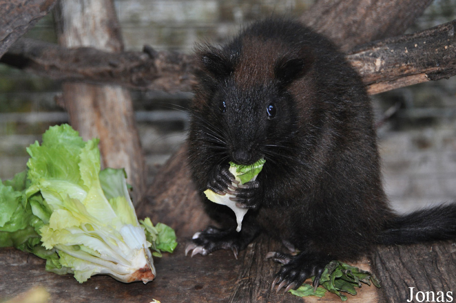 Phloeomys cumingi