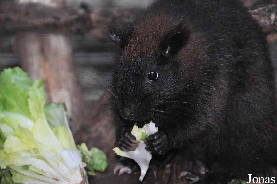 Phloeomys cumingi