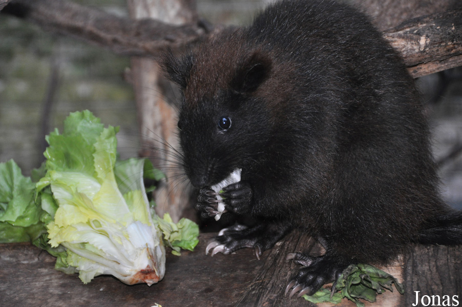 Phloeomys cumingi