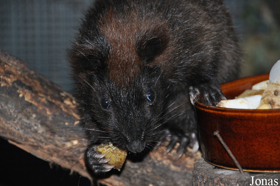 Phloeomys cumingi